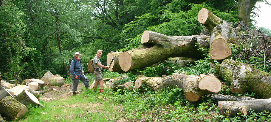 Fallen Tree